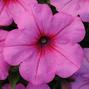 Wave Pink Passion Wave Petunia Jumbo 6 pack 17.99 sale price